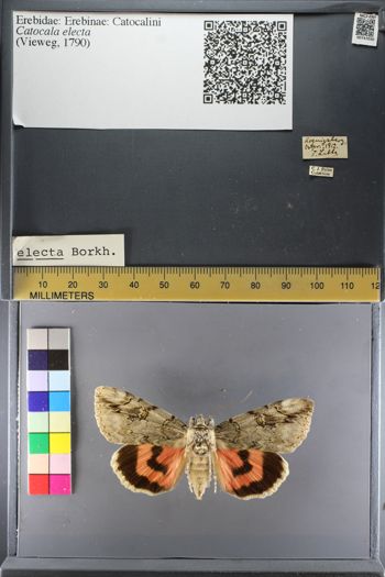 Media type: image;   Entomology 747030